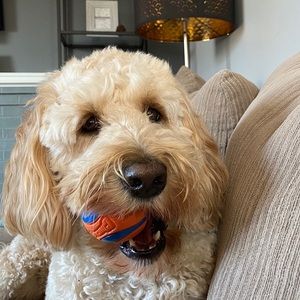 Meet your Posher, Brittany